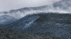 To many peoples standing in a foggy forest. 2560x1440 Foggy Forest Mountain 1440p Resolution Wallpaper Hd Nature 4k Wallpapers Images Photos And Background Wallpapers Den