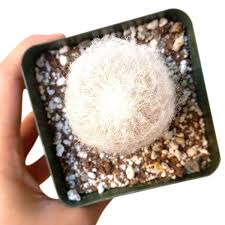 + i stay up late at the weekend. Peruvian Old Man Cactus Espostoa Lanata Succulent Care Succulents Box