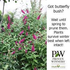 Good To Know Butterfly Bush Is Best Pruned In Spring The Extra Wood Really Helps Protect The Plant Over Winter Plants Outdoor Gardens Dream Garden