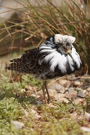 A ruff of long sharp tipped pointed feathers. rough means when something or a surface isn't smooth, unrefined, coarse and unsophisticated.</p><pre>your shirt looks rough, have it pressed. Ruff Free Stock Photo Public Domain Pictures