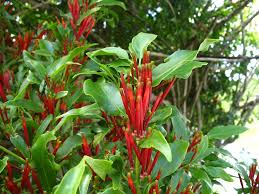 Image result for Tapinanthus