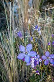 Image result for Tristicha