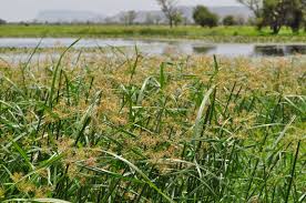 Image result for Pycreus macrostachyus