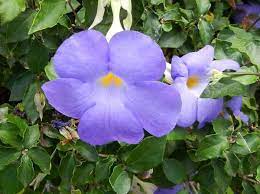 Thunbergia Erecta Blue Moon Online Flower Garden Flower Garden Blue Moon Flowers