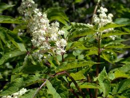 Image result for Bambekea racemosa