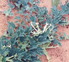 Image result for Harpagophytum procumbens