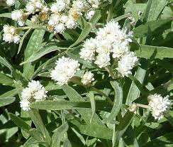 Image result for Gnaphalium unionis