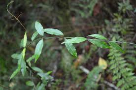 Image result for Artabotrys stolzii