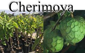 The follicle may occur singly (as in milkweed) or in clusters: Cherimoya Green Thumb Nursery