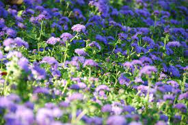 Ageratum Houstonianum Floss Flower