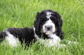 Created by happy accident in 1996, the cavachon is a cross between the cavalier king charles spaniel and the bichon frise. Newfiedoodles Newfypoos