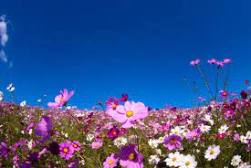 Pin On Flores Flowersss