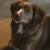 Please read our nova scotia duck tolling retriever breed buying advice page first, or try our useful dog breed selector to find the perfect dog breed. 3