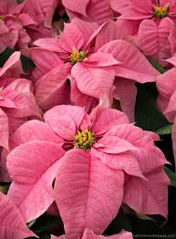 Santa Claus Poinsettias Poinsettias 2015 Part 1 Poinsettia Plant Flower Pot Design Christmas Flowers