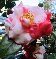 The Winter Garden Winter Garden Flowers Camellia