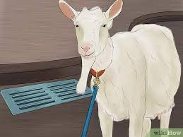 Give them a warm and dry space. How To Wash A Goat 9 Steps With Pictures Wikihow