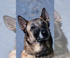 We accept down payments to hold. Puppyfinder Com Belgian Malinois Puppies Puppies For Sale Near Me In Missouri Usa Page 1 Displays 10