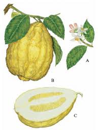 Sbucciare il cedro della parte gialla e tagliare sottilmente il frutto togliendo i semi. Off Topic La Marmellata Di Cedro Gli Intrecci Di Ivan