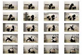 Jia jia has a black nose while kai kai has a pink nose and can be identified by its onion head. After 40 Minute Mating Session A Panda Cub Cliffhanger Wsj