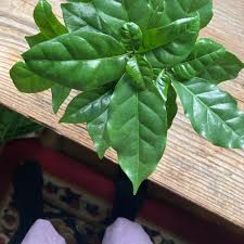 Image result for Coffea salvatrix