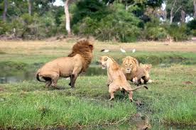 There are water taps, sanitary facilities, shaded campsites and. Moremi Game Reserve Sa Campsites