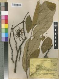 Image result for Anisophylleaceae