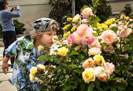 Rose is troy's second wife who he married upon his release from prison. The Perfect Rose 62 Years In The Making Los Angeles Times