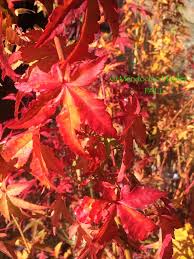 Improve / edit this plant » updated: Katsura Hime Mendocino Maples Nursery