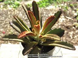 Kalanchoe tomentosa 'cinnamon' is very similar to the wider known kalanchoe tomentosa 'chocolate soldier.' Panda Plant Kalanchoe Tomentosa Chocolate Soldier In The Kalanchoes Database Garden Org