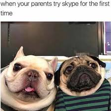 Dare You Not To Laugh At These 23 Animal Memes Funny Dog Memes Funny Animal Pictures Animal Memes