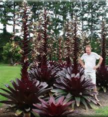 Image result for Alcantarea