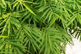 Image result for Chamaedorea seifrizii