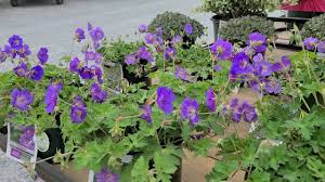 See more ideas about geranium rozanne, geraniums, plants. Geranium Rozanne Azure Rush Cranesbill 2 Outstanding Award Winning Perennial Groundcovers Youtube