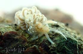 Image result for Alinula sp.