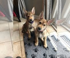 View Ad Berger Picard Puppy For Sale Near Ontario Shanty Bay Canada Adn 175378