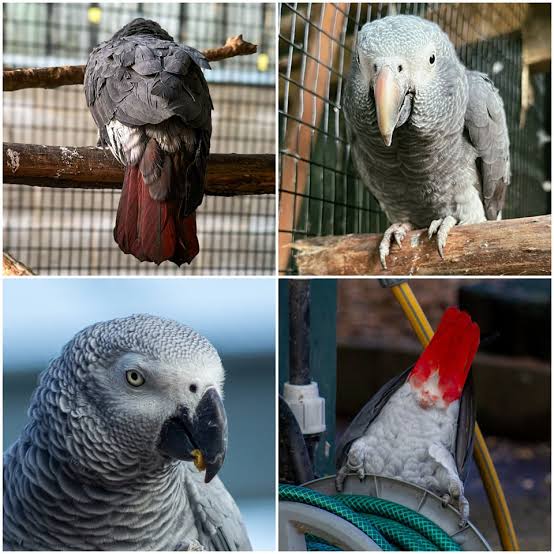 What is the difference between a Timneh and a Congo African Grey parrot?