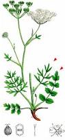 Image result for Pimpinella afra