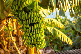 Select from 60,062 premium banana of the highest quality. Photo Wallpaper Banana Plantation Mural Poster Stickers Canvas