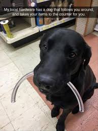 I Ll Probably Keep Buying Stuff Until I M Broke Just To Have A Puppy Follow Me Around Funny Animal Pictures Funny Animals Cute Funny Animals