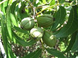 Pecan Trees For The Home Or Backyard Orchard Uga Cooperative Extension