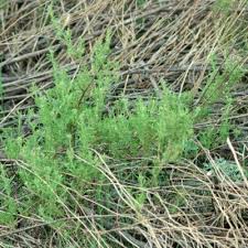 Image result for Jamesbrittenia burkeana