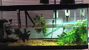 We did not find results for: African Sideneck Turtle Care Youtube