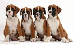 Having a boxer puppy is quite wonderful and rewarding. Dogs Four Boxer Puppies 8 Weeks Old Sitting Photo Wp38652