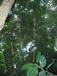 Image result for Bambusa balcooa
