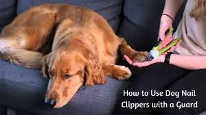 dog nail clippers with guard trim