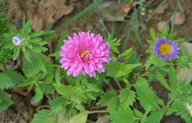 Regardless of the scientific nomenclature, the aster has a colorful appearance and an even like many flowers, the aster flower has a variety of meanings that vary according to the specific color of the plant. Flowers Aster Color Pink Green Leaves Field Botany Plants Flowering Flowering Flowers Summer Pikist