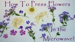 Check spelling or type a new query. How To Press Flowers In A Microwave Youtube