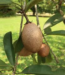 Image result for Sapotaceae