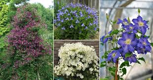 More hybrid cultivars are being produced constantly. 25 Types Of Clematis To Grow Best Clematis Varieties
