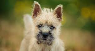 Teddy Bear Dog Breeds The Pups That Look Like Cuddly Toys